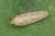 Platyedra subcinerea