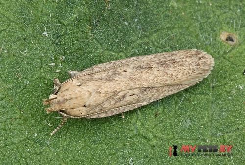 Platyedra subcinerea