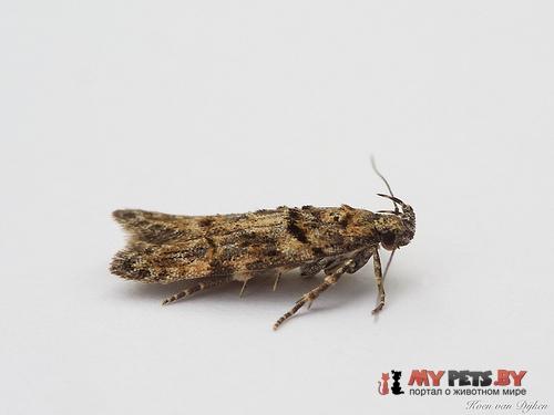 Carpatolechia fugacella