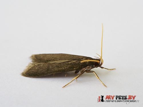 Eurodachtha siculella