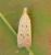 Nothris verbascella