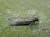 Amphisbatis incongruella