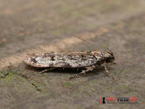 Psoricoptera gibbosella
