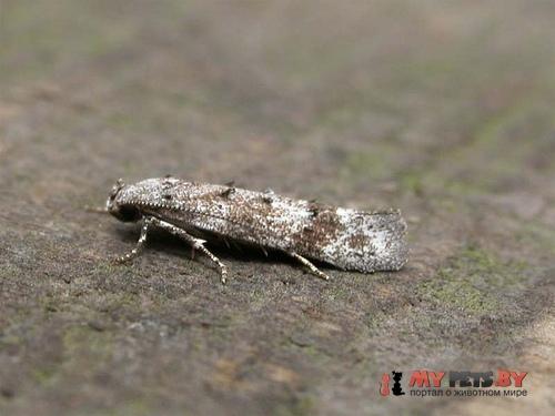 Exoteleia dodecella