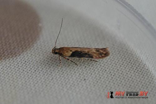 Scrobipalpa costella