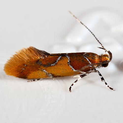 Epicallima argenticinctella