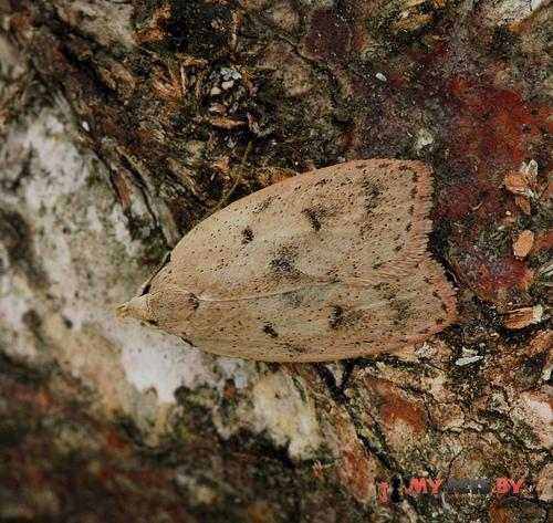 Machimia tentoriferella