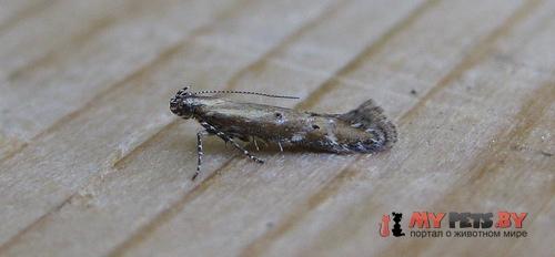 Aristotelia brizella