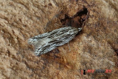Gelechia senticetella