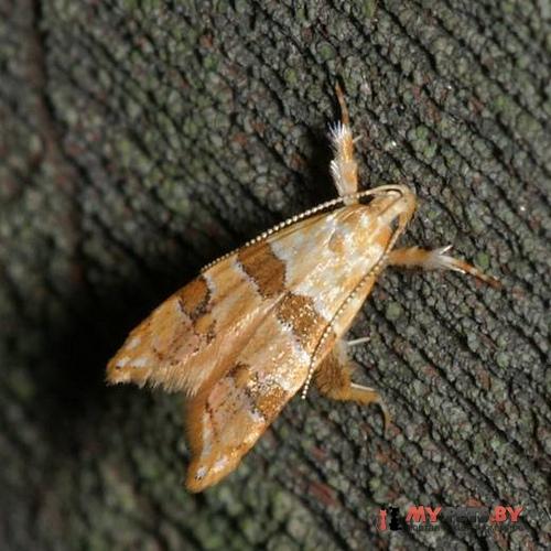 Deuterogonia chionoxantha