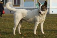 DSC00203.jpg меньше