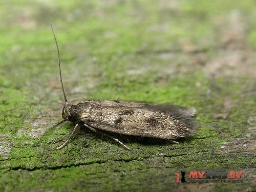 Borkhausenia fuscescens