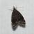 Eido trimaculella