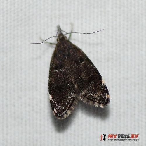 Eido trimaculella