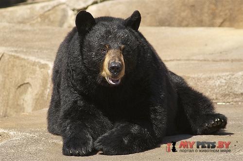 Ursus americanus