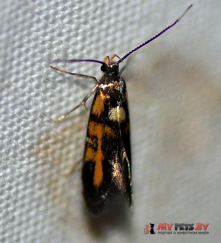 Fabiola edithella