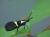 Dasycera oliviella