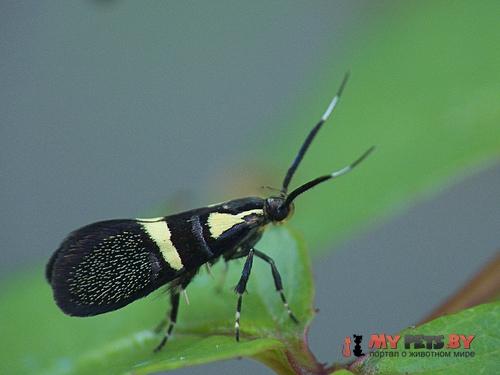 Dasycera oliviella