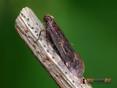 Mirificarma lentiginosella