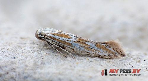 Ptocheuusa paupella