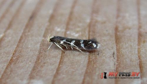 Eulamprotes wilkella