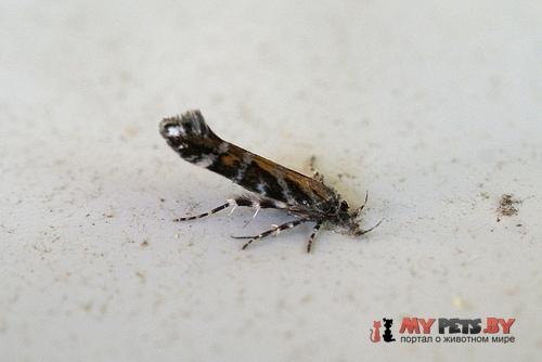 Aristotelia decurtella