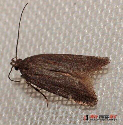 Prolita solutella