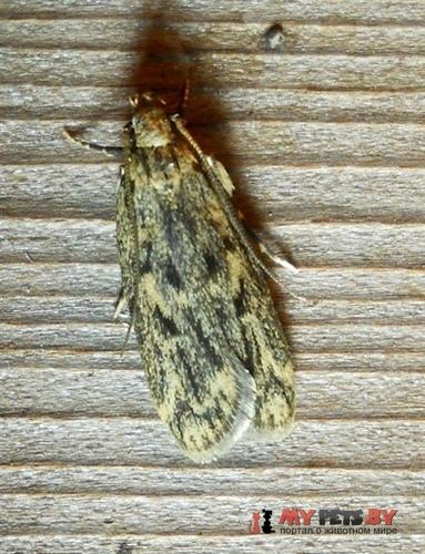 Martyringa xeraula