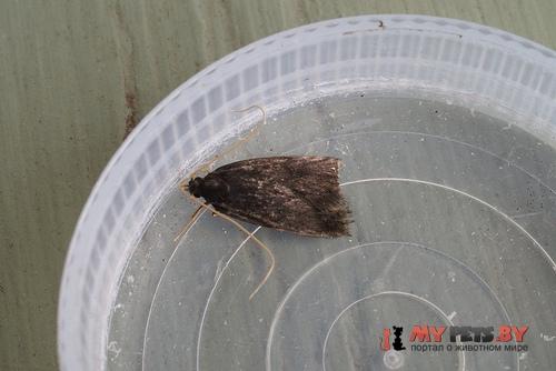 Homaloxestis briantiella