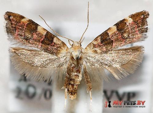 Deuterogonia pudorina