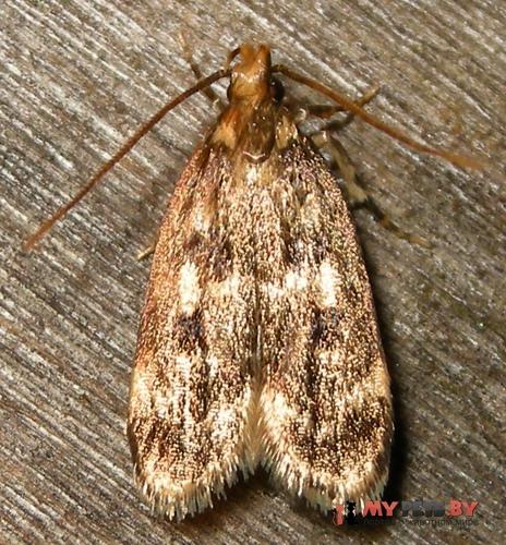 Martyringa latipennis