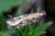 Athrips nigricostella