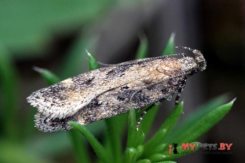 Athrips nigricostella