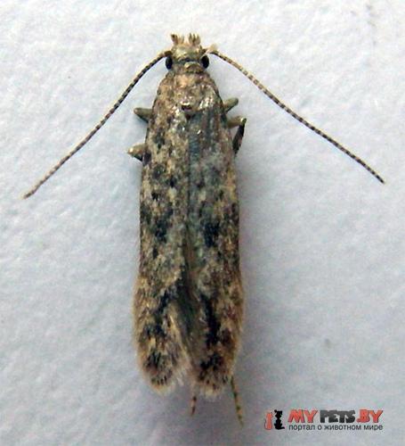 Scrobipalpa atriplicella