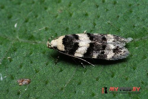 Nuntia incognitella