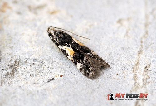 Teleiodes luculella