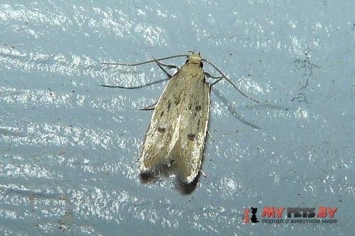 Carolana ascriptella