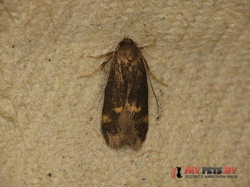 Borkhausenia minutella