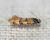 Decantha stecia