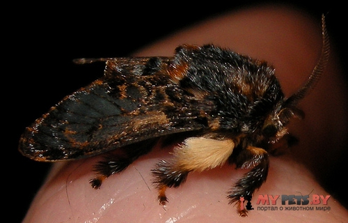 Phobetron pithecium