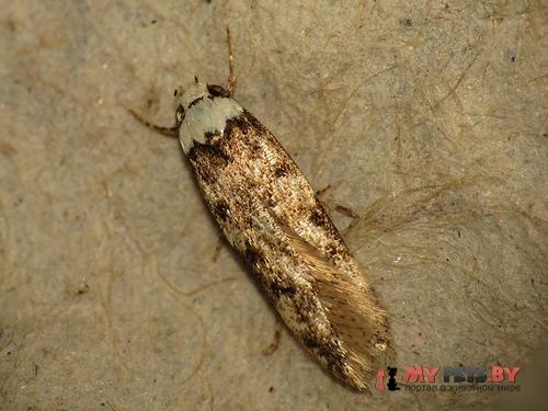 Endrosis sarcitrella