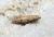 Pseudatemelia flavifrontella