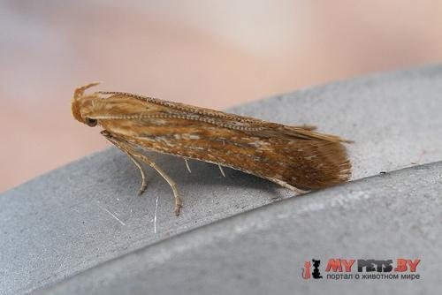Metzneria aestivella