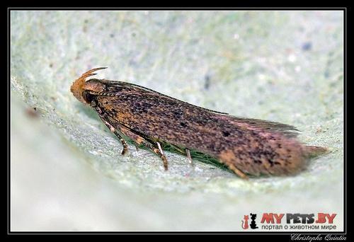 Scrobipalpa ocellatella