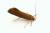 Crassa unitella