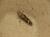 Caryocolum fischerella