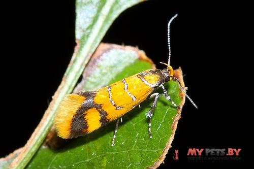 Bisigna procerella