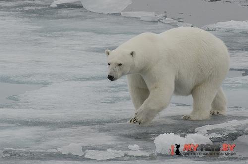 Polar bear