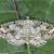 Cleorodes lichenaria
