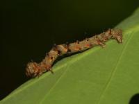 Phigalia pilosaria